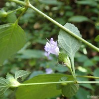 Strobilanthes adenophora Nees
